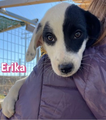 Erika, Mischling Welpen - Hündin