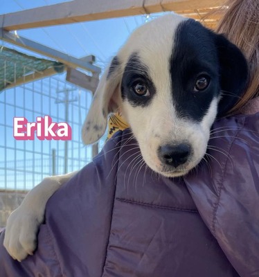 Erika, Mischling Welpen - Hündin