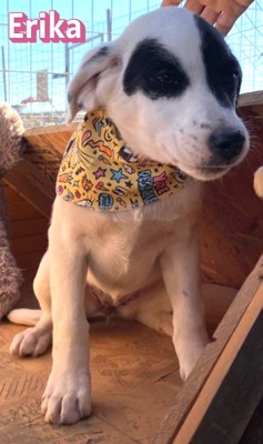 Erika, Mischling Welpen - Hündin