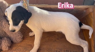 Erika, Mischling Welpen - Hündin