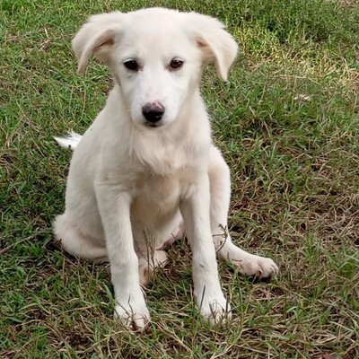 Erina - aufgeschlossen, freundlich und sehr sozial, Mischling Welpen - Hündin