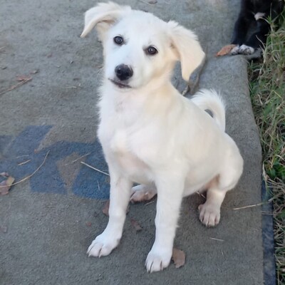 Erina - aufgeschlossen, freundlich und sehr sozial / Vorgemerkt, Mischling Welpen - Hündin