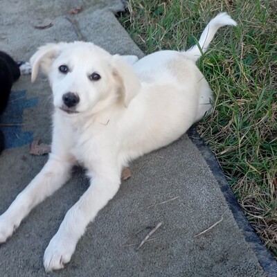 Erina - aufgeschlossen, freundlich und sehr sozial / Vorgemerkt, Mischling Welpen - Hündin