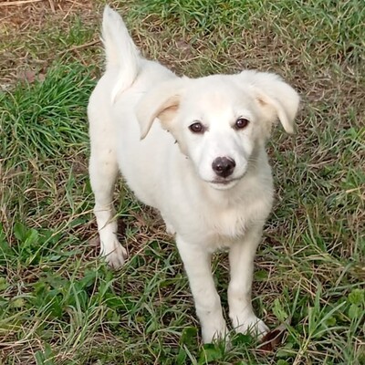 Erina - aufgeschlossen, freundlich und sehr sozial / Vorgemerkt, Mischling Welpen - Hündin