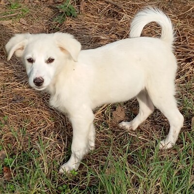 Erina - aufgeschlossen, freundlich und sehr sozial / Vorgemerkt, Mischling Welpen - Hündin