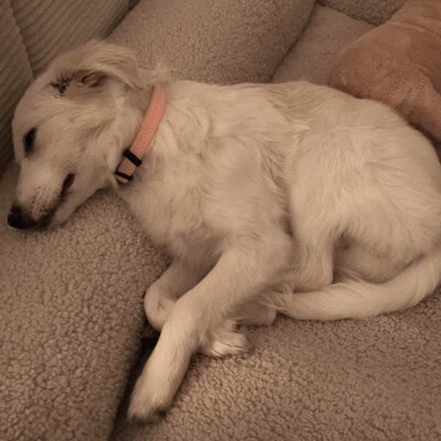 Erina - zuckersüß und neugierig / Reserviert, Mischling Welpen - Hündin