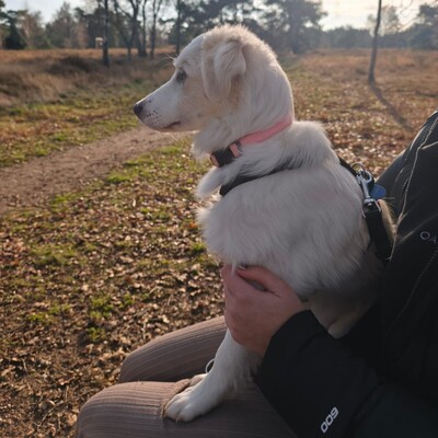 Erina - zuckersüß und neugierig / Reserviert, Mischling Welpen - Hündin