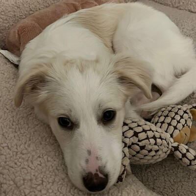 Erina - zuckersüß und neugierig / Reserviert, Mischling Welpen - Hündin