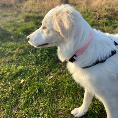 Erina - zuckersüß und neugierig / Reserviert, Mischling Welpen - Hündin