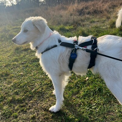 Erina - zuckersüß und neugierig / Reserviert, Mischling Welpen - Hündin