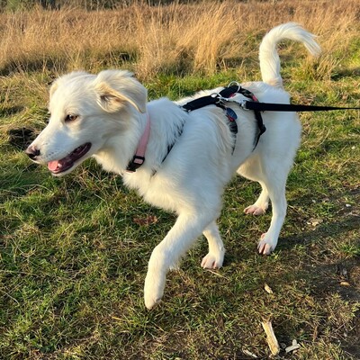 Erina - zuckersüß und neugierig / Vorgemerkt, Mischling Welpen - Hündin