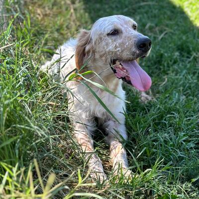 Ermis - unwahrscheinlich liebevoll 💖, Mischling - Rüde