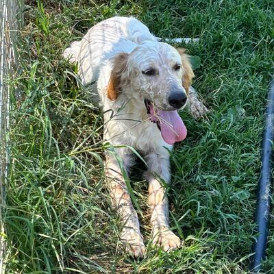 Ermis - unwahrscheinlich liebevoll 💖, Mischling - Rüde