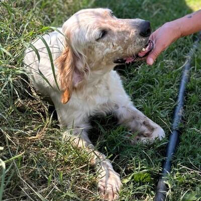 Ermis - unwahrscheinlich liebevoll 💖, Mischling - Rüde