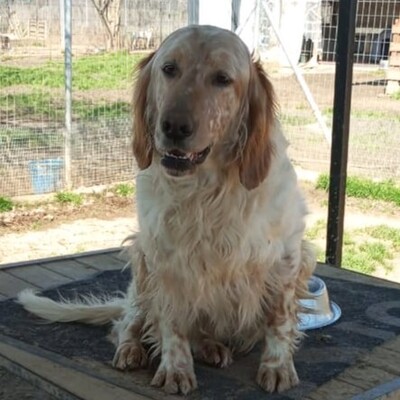 Ermis - unwahrscheinlich liebevoll 💖, Mischling - Rüde