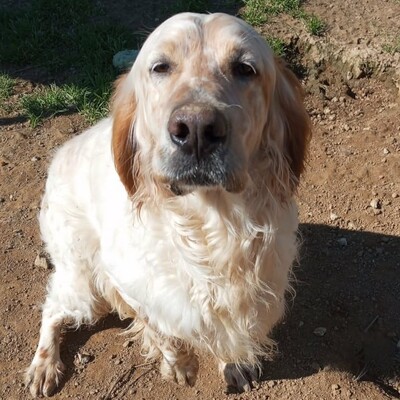 Ermis - unwahrscheinlich liebevoll 💖, Mischling - Rüde