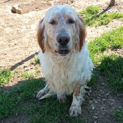 Ermis - unwahrscheinlich liebevoll 💖, Mischling - Rüde