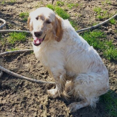 Ermis - unwahrscheinlich liebevoll 💖, Mischling - Rüde