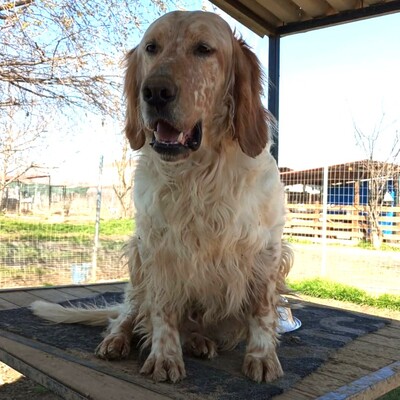 Ermis - unwahrscheinlich liebevoll 💖, Mischling - Rüde