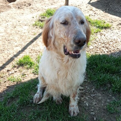 Ermis - unwahrscheinlich liebevoll 💖, Mischling - Rüde