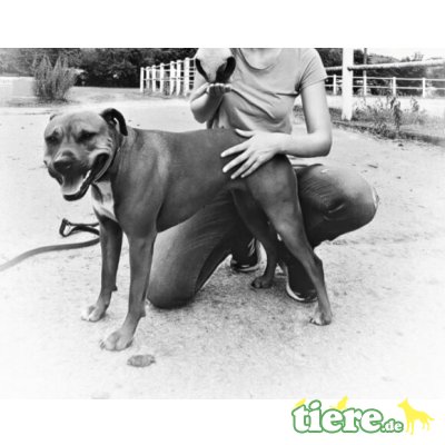 Erna, Amerikanischer Staffordshire-Terrier - Hündin 2
