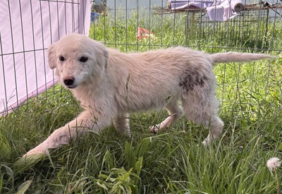 Erna, Mix - Hündin