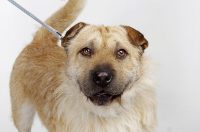 Ernesto, Mischling - Rüde