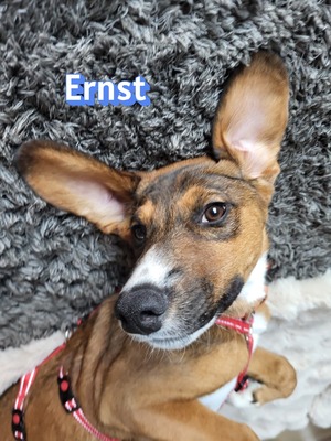Ernst