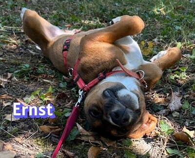 Ernst, Bracke-Mix - Rüde