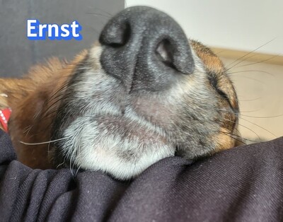 Ernst, Bracke-Mix - Rüde
