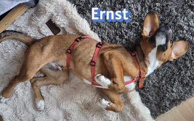 Ernst, Bracke-Mix - Rüde