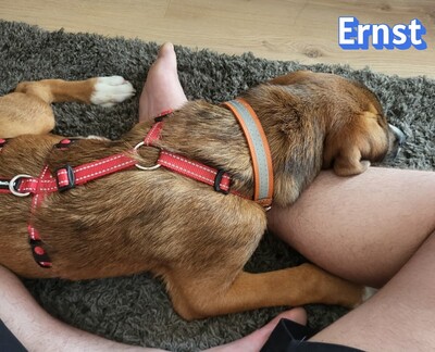 Ernst, Bracke-Mix - Rüde