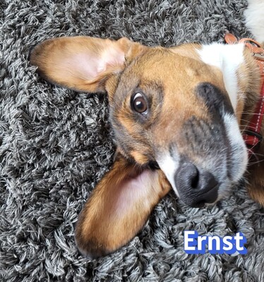 Ernst, Bracke-Mix - Rüde
