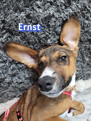Ernst, Bracke-Mix - Rüde