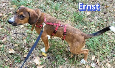 Ernst, Bracke-Mix - Rüde