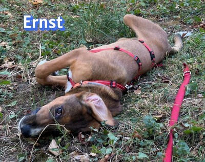 Ernst, Bracke-Mix - Rüde