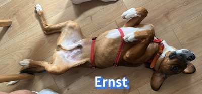 Ernst, Bracke-Mix - Rüde