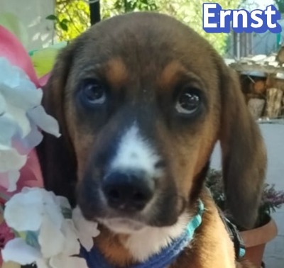 Ernst, Bracken-Mix Welpen - Rüde