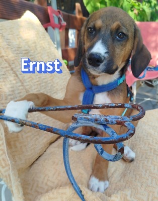 Ernst, Bracken-Mix Welpen - Rüde