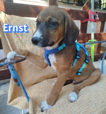 Ernst, Bracken-Mix Welpen - Rüde