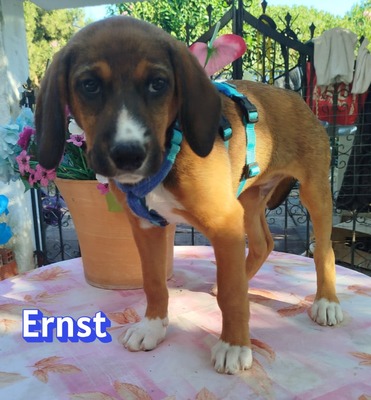 Ernst, Bracken-Mix Welpen - Rüde