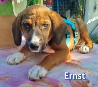 Ernst, Bracken-Mix Welpen - Rüde