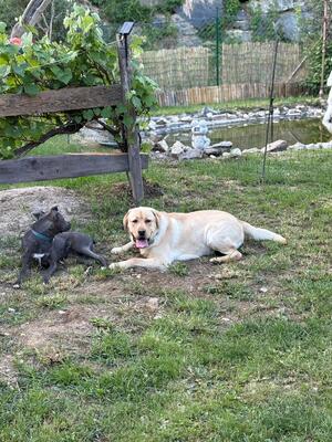 Eros sucht seine zweite Chance, Labrador - Rüde