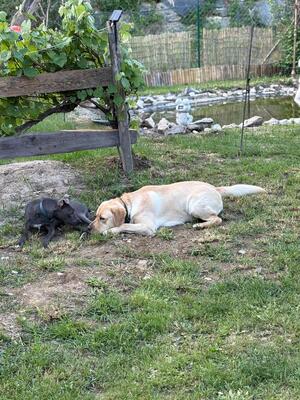 Eros sucht seine zweite Chance, Labrador - Rüde