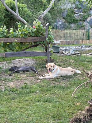 Eros sucht seine zweite Chance, Labrador - Rüde