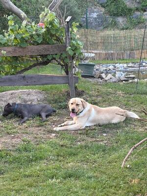 Eros sucht seine zweite Chance, Labrador - Rüde
