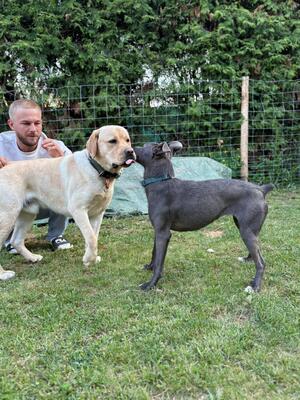 Eros sucht seine zweite Chance, Labrador - Rüde