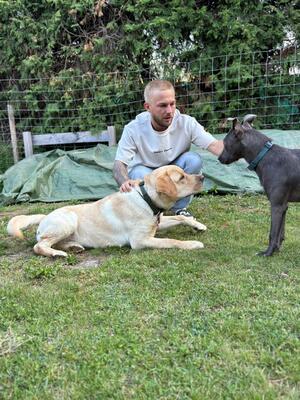 Eros sucht seine zweite Chance, Labrador - Rüde