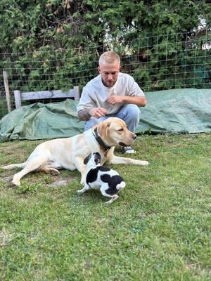 Eros sucht seine zweite Chance, Labrador - Rüde