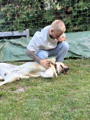 Eros sucht seine zweite Chance, Labrador - Rüde